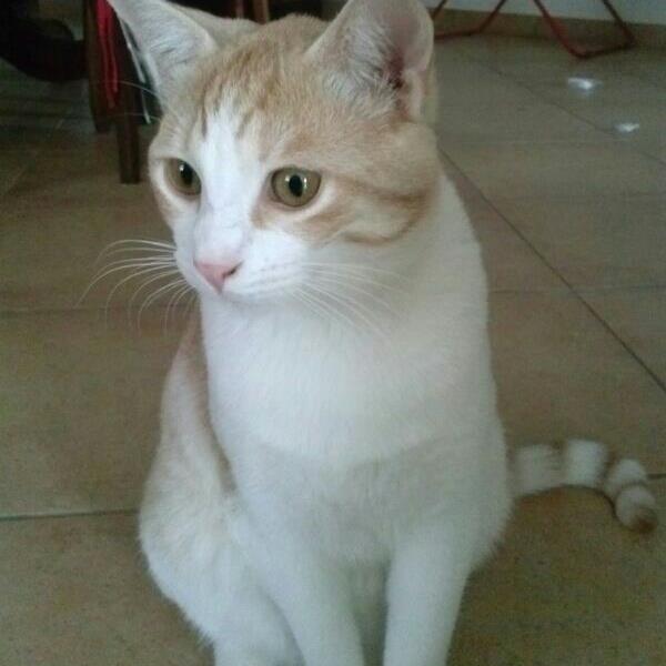 Romeo Meo
